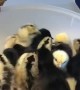 Playful Bird Loves Newly Hatched Chicks