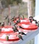 Dinner Time for Swarms of Hummingbirds