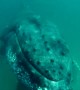 Massive whale smashes this scuba diver\'s camera with its fin