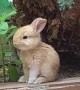 Adorable Bunny Stands for a Snack