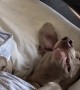 Dog Sleeps Like a Man
