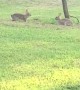 Bunnies Having a Great Time in the Grass