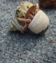 Hermit Crab Moving Between Homes
