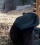 Sun Bear Rolls around in Enclosure