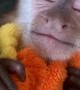 Baby Capuchin Monkey Needs a Nap
