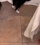 Cat Earns its Keep