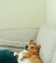 Corgi Decides Against Leaving Couch