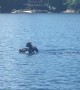 Mother Bear Swims with Cub atop Her Head