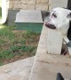 Dog Faces Off Against the Air Compressor