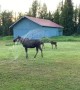 Moose Family Plays in Backyard Sprinklers