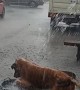 Happy Pooch Plays in the Rain