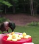 Feeding Hummingbirds by Hand