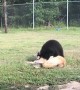 Adorable Play Session between a Lion, Wolf, and a Bear