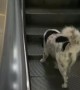 Dog Goes Up the Down Escalator