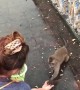 Monkey Slips and Falls Over After Taking a Treat