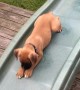 Sarge the Boxer Puppy Enjoying a Slide all on His Own