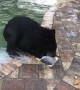 Wolf, Lion and Bear Play Together in Pool
