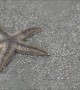 Gray Sea Starfish In Action