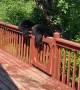 Black Bear Cubs Break Into Family Home