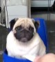 Pug Swings Towards Treat