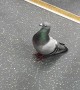 Pigeon Takes a Ride on Public Transport