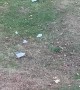 Black Bear Takes Off with Trash