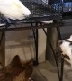 Cockatoo Wants to Be Part of the Dog Pack