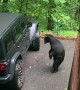 Dad Voice Works to Scare Bear Away