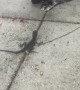 Confused cat tries to befriend wild lizard