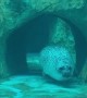 Sea Lion Glides into Glass