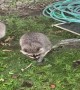 Rescued Raccoon Pups Learn to Wash Up