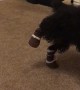 Doggy Doesn't Care for New Booties