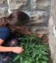 Girl Attempting to Help Frog Backfires