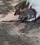 Joey Climbs Into White Wallaby's Pouch