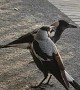 Magpie Asserts its Authority