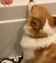 Bath Time Laughs With Corgi Friend