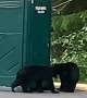 Bear cubs engage in office parking lot wrestling match in Alaska