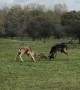 Two Fallow Deer Fighting for a Female