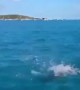 Incredible moment wild dolphin plays with a swimming dog