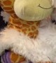 Gilbert and His Girlfriend Susie the Giraffe