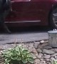 Bear Checking If Car Is Unlocked