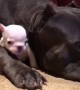 Protective dog adorably cuddles this tiny puppy