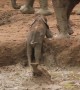 Elephants Urgently Rush Over To Save Baby