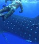 Scary Footage Shows Whale Shark Crashing Into Diver