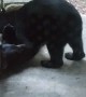 Bears Bring Nature Show to Front Door