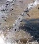 Fish Pouring Into Lake From Restocking Truck