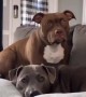 Owner tells her dogs a story using their favorite words