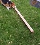 Huckleberry the Corgi Claims 2x4 as His Stick