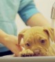 Pit Bull puppy gets her first bath and it\'s priceless