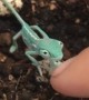 Newly hatched chameleon meets human friend